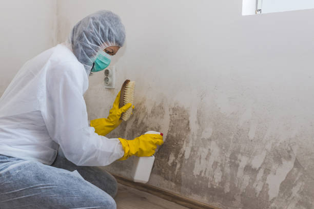 Biohazard Mold Removal in Mcgraw, NY