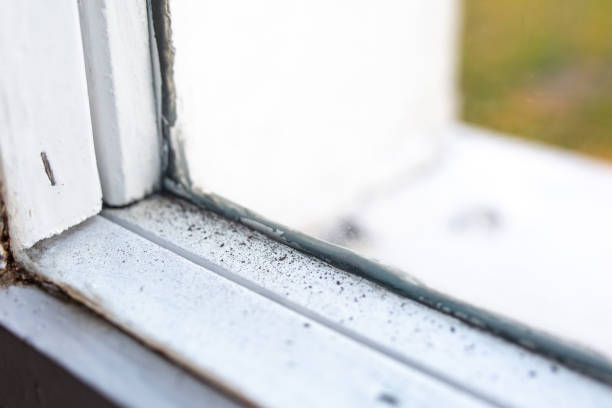 Professional Mold Removal in Mcgraw, NY