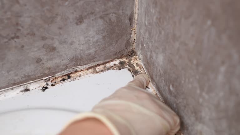 Best Mold Damage Restoration  in Mcgraw, NY